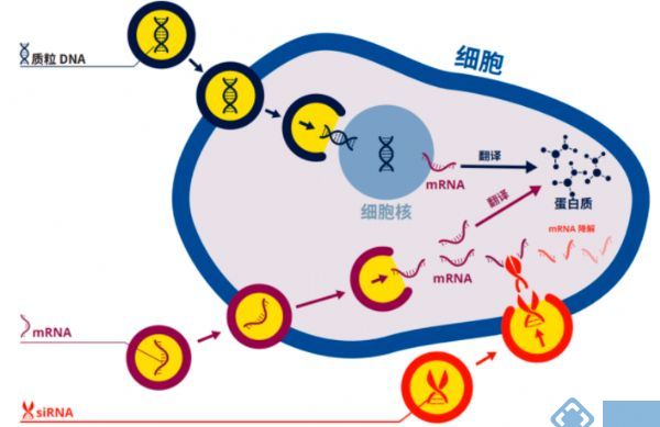 文献与应用 |  BEX品牌CUY21 EDIT II在免疫方面的应用